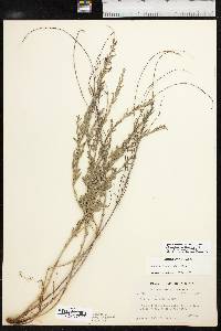 Lythrum californicum image