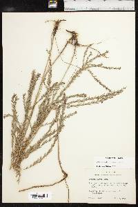 Lythrum californicum image