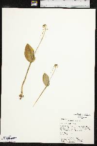 Malaxis unifolia image