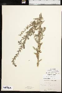 Lythrum alatum var. alatum image