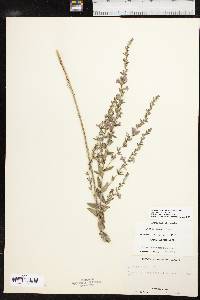 Lythrum alatum var. alatum image