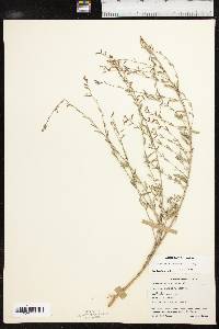 Lythrum californicum image