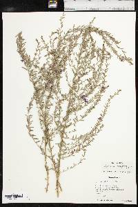 Lythrum californicum image