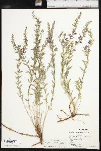 Lythrum californicum image