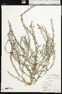 Lythrum californicum image