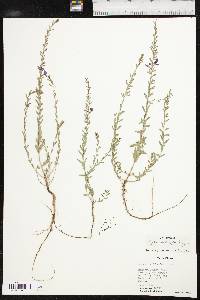 Lythrum californicum image