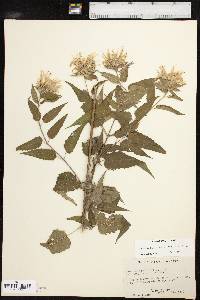 Monarda fistulosa var. fistulosa image