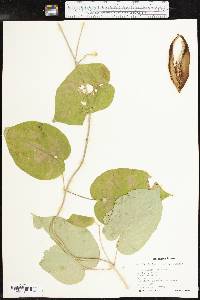 Matelea decipiens image