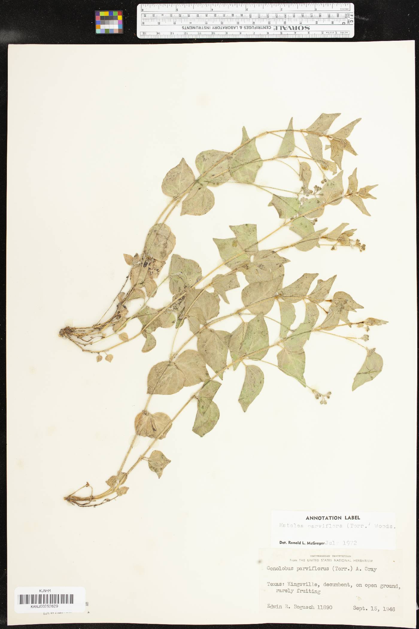 Matelea parviflora image