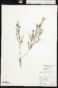 Mirabilis linearis var. linearis image