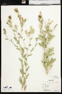 Mentzelia multiflora image