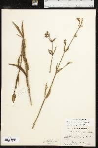 Mirabilis albida image