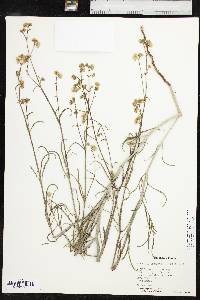 Mirabilis linearis var. linearis image