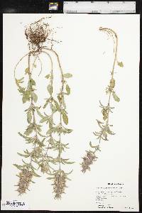 Monarda clinopodioides image