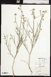 Mirabilis linearis var. linearis image