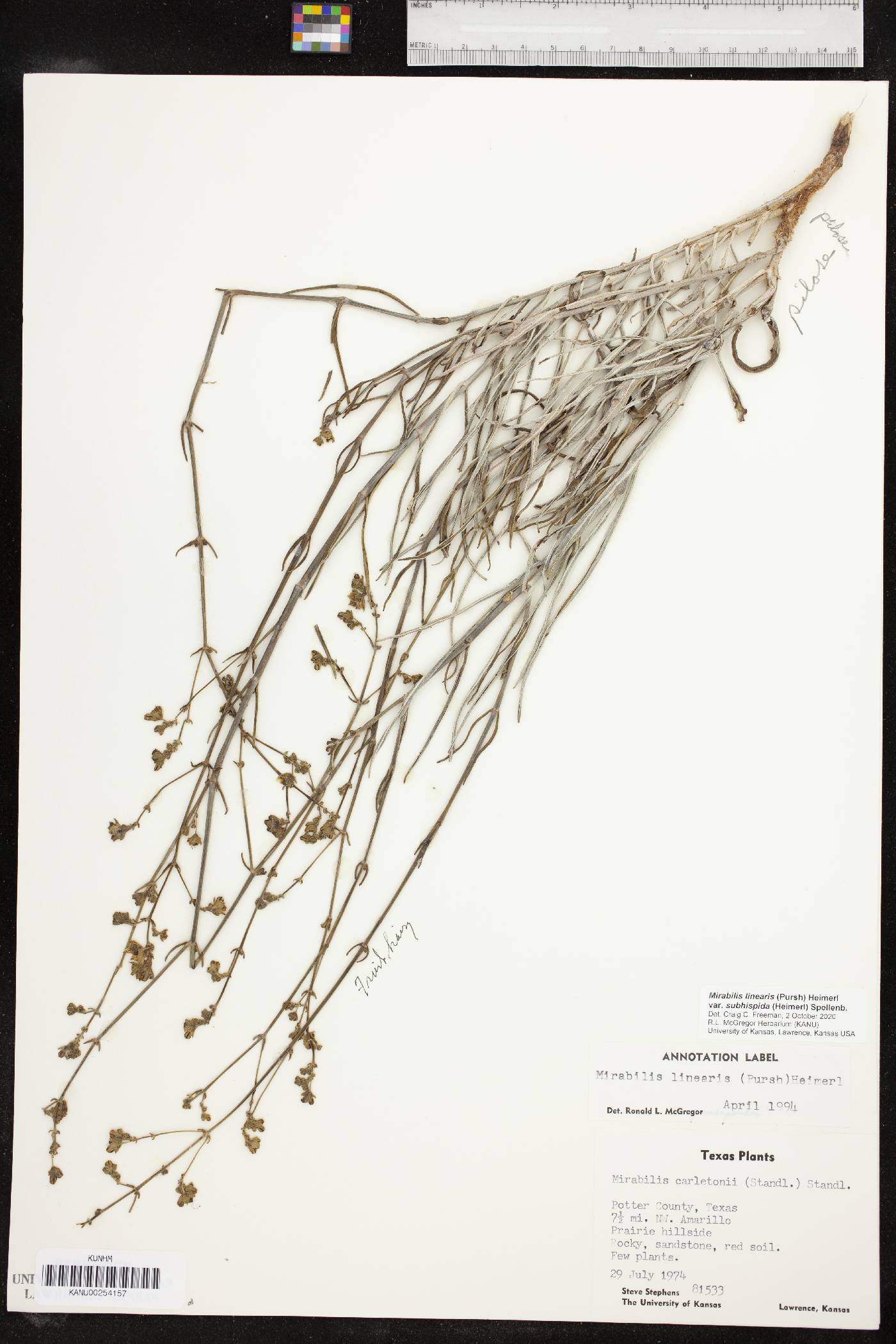 Mirabilis linearis var. subhispida image