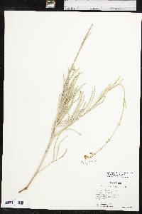 Mirabilis linearis image