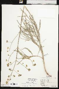 Mirabilis linearis var. subhispida image