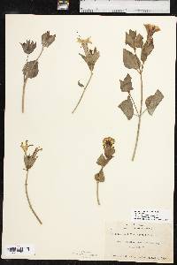 Mirabilis multiflora var. multiflora image