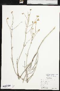 Mirabilis linearis var. linearis image