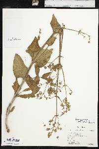 Media resource of Mirabilis serotina