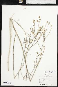 Mirabilis linearis var. linearis image