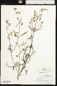 Mirabilis albida image