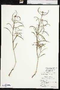 Mirabilis linearis image