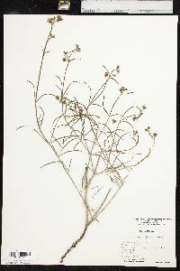 Mirabilis linearis var. linearis image