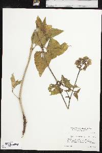 Mirabilis nyctaginea image