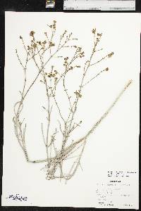 Mirabilis linearis image