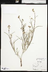 Mirabilis linearis image