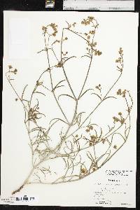 Mirabilis linearis image