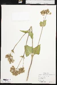 Mirabilis nyctaginea image