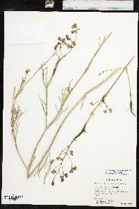 Mirabilis linearis image