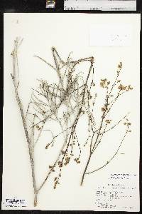 Mirabilis linearis image