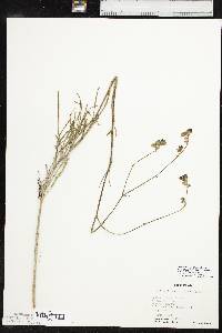 Mirabilis linearis image