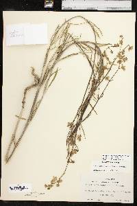 Mirabilis linearis var. linearis image