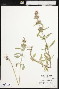 Monarda clinopodioides image