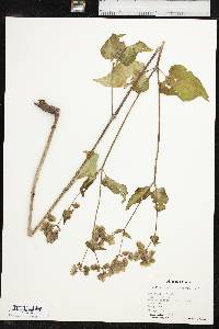 Mirabilis nyctaginea image