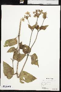 Mirabilis nyctaginea image