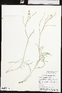 Mirabilis linearis var. linearis image