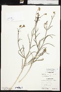 Mirabilis linearis var. linearis image