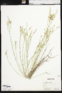 Linum sulcatum image