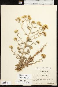 Rayjacksonia annua image