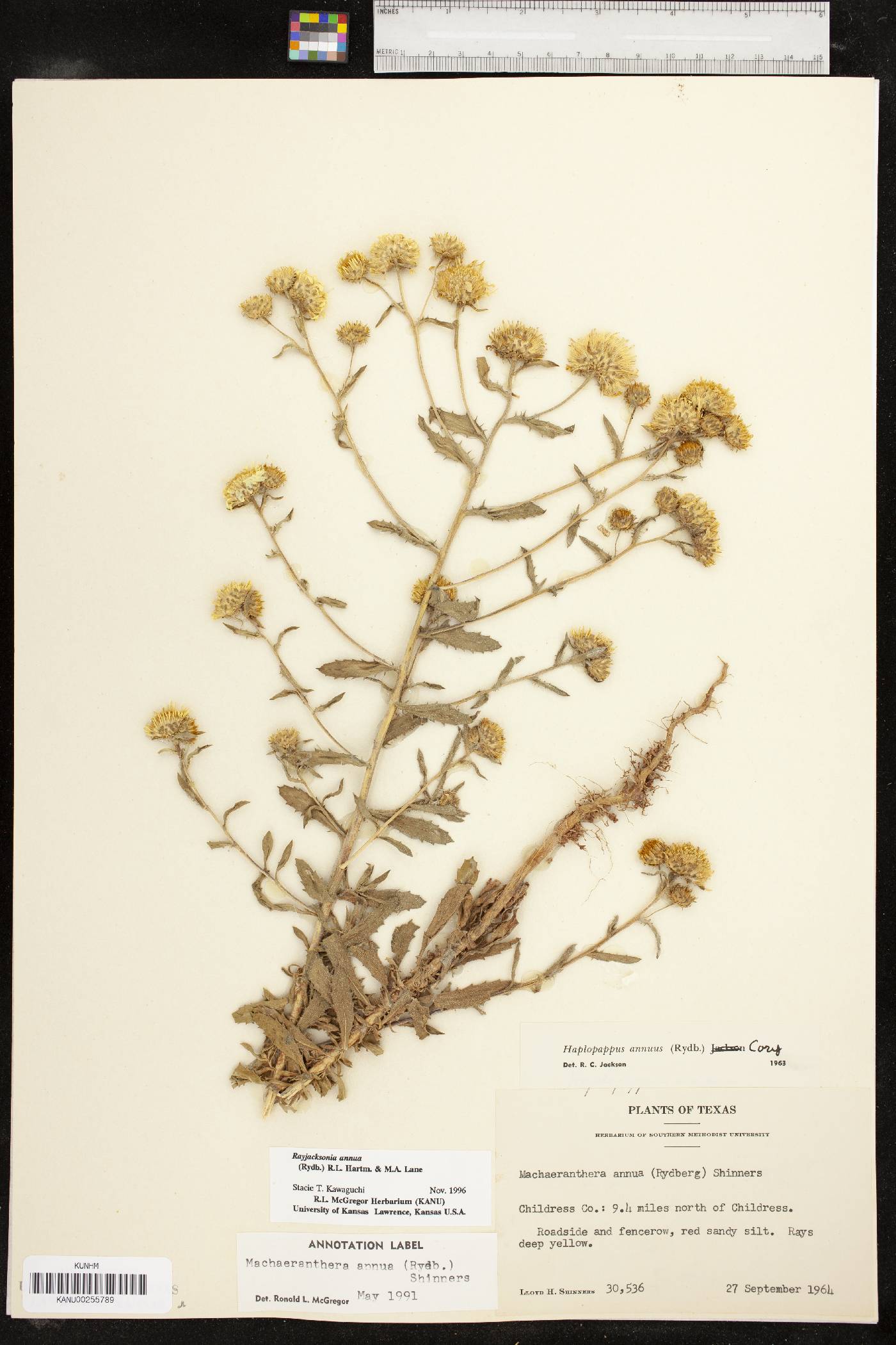 Rayjacksonia annua image