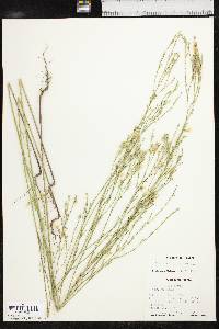 Linum sulcatum image