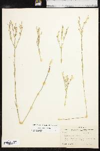 Linum sulcatum image