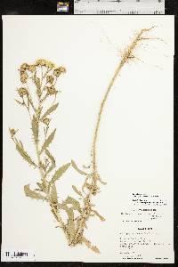 Rayjacksonia annua image