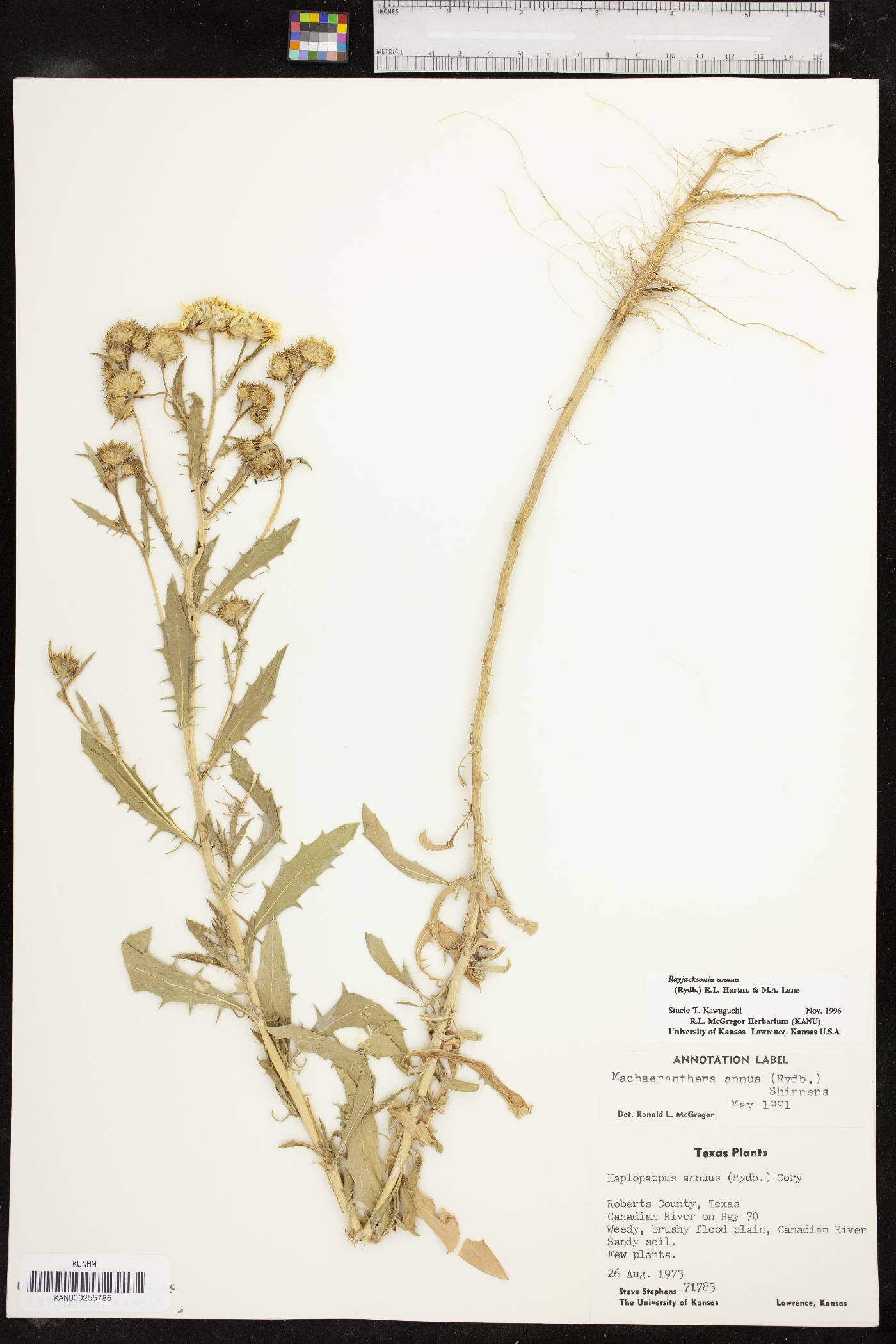 Rayjacksonia annua image